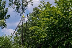 tree trimming fredericksburg